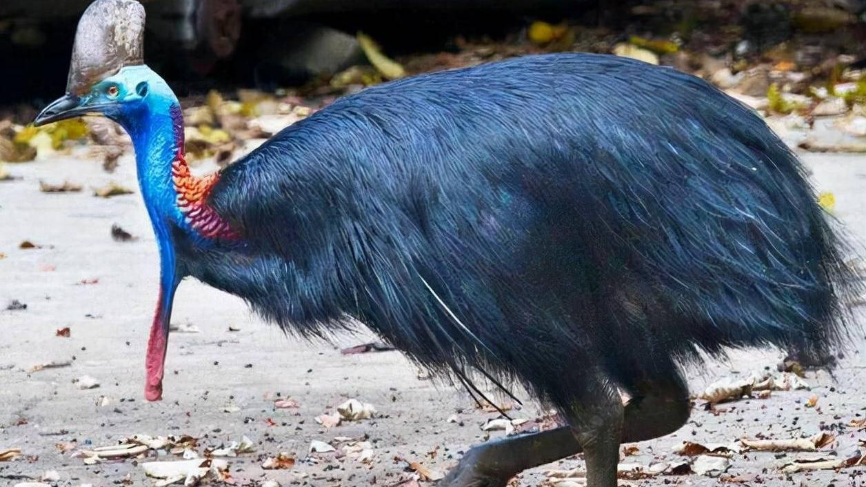世界上最危险的鸟类，一脚踢穿钢板，它究竟有多恐怖？