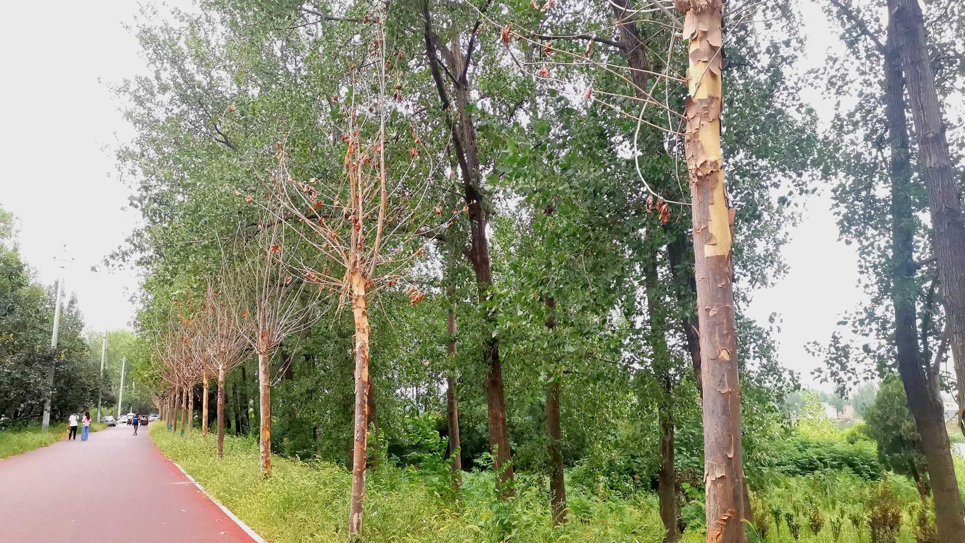 谁栽的？沙颍河周口河堤1公里路段梧桐树死亡