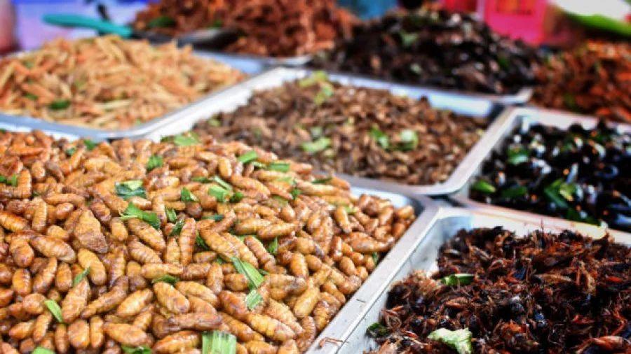 蟋蟀蜜蜂等可食用昆虫 将登上新加坡餐桌
