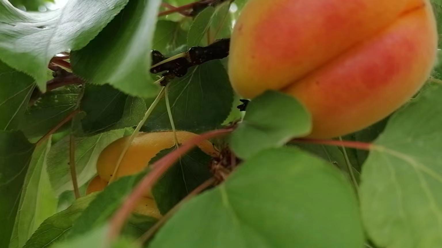 好心办坏事——剃头发