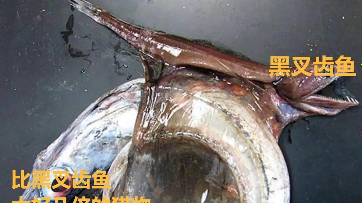 自然界最可怕的吞食者——黑叉齿鱼，能吃下自身体重10倍的猎物