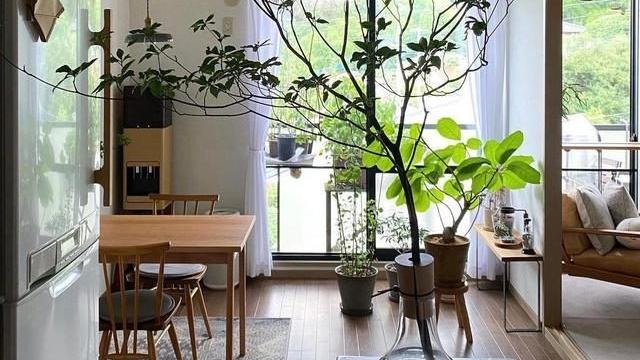 52岁阿姨，住着40㎡的房子，不婚主义者的独居生活，越活越年轻