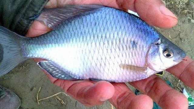 饵料|鳑鲏为什么会让钓鱼人，这么的不受待见呢？