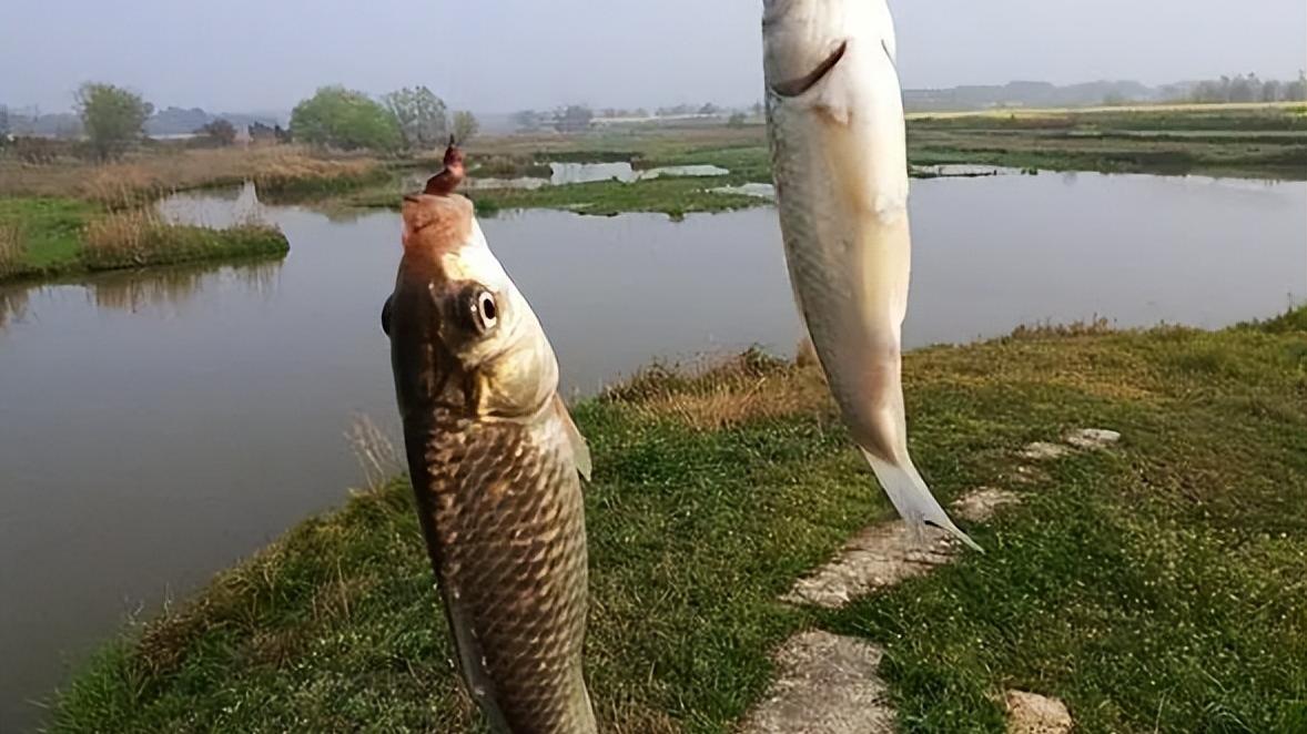 饵料|天气炎热鱼也难钓，别着急，调整思路，天再热也能连竿不停