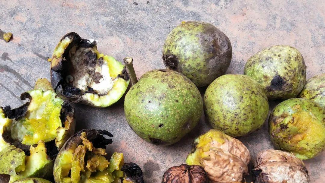 核桃|皮厚肉少，掉一地没人捡，但做手串很好，还能烧碳，价格翻几十倍