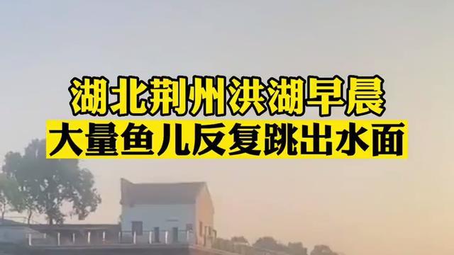 杭州|反常！荆州洪湖大群鱼跳出水面，岸边钓鱼人用棍子敲晕捡走