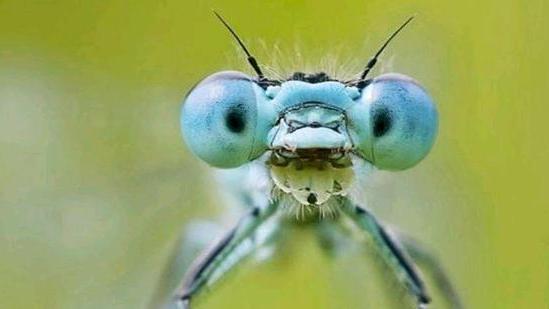 来自3亿年前的黑科技，人类洞悉了其中的奥秘，也只能徒呼奈何