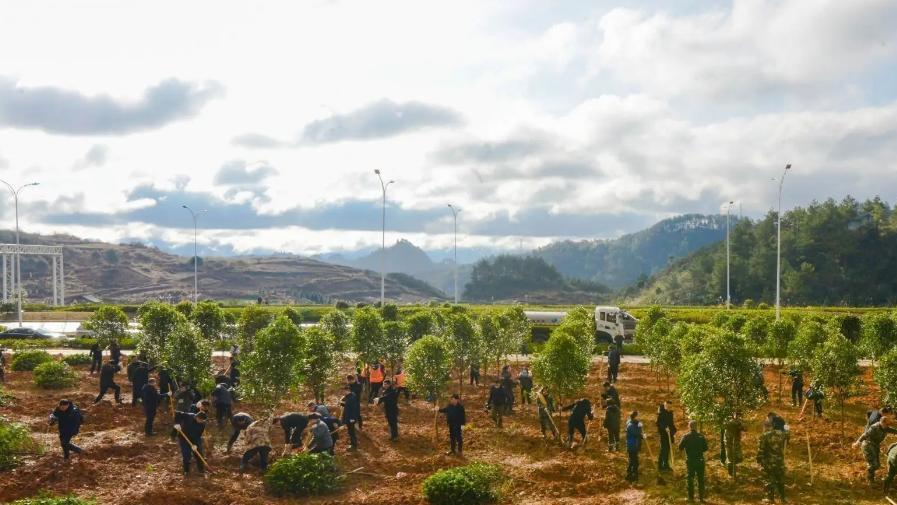强行在沙漠、草原植树造林，反而使地下水加速透支？后果不可预测