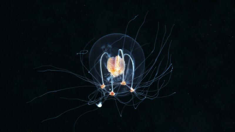深海是一个令人意想不到但却面临风险的生物多样性宝库