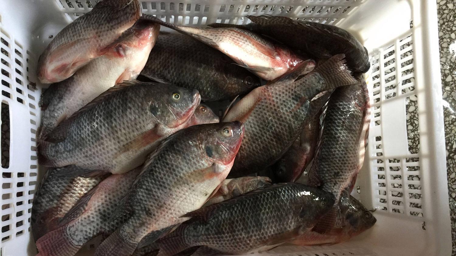 立秋|立秋后如何钓罗非鱼？立秋后钓罗非鱼的4个要领，轻松钓到大罗非o