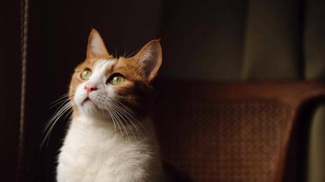 黑丝|一个人是不是富贵命，到40岁左右就能看出来，两个细节很关键