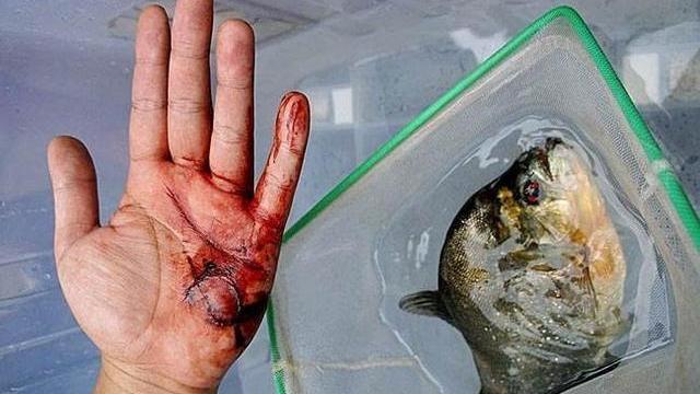 男子将100条食人鱼饿了15天，然后自己跳入了水池中，结果很意外