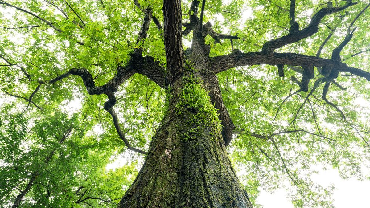 学会用这4个摄影技巧拍树，给你不一样的感觉！