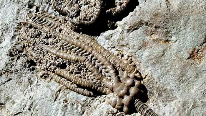 3亿年前的螺丝镶嵌在石块中，揭开了一个史前的巅峰时代！