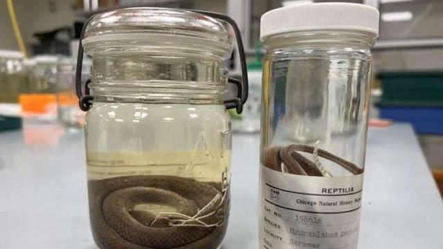 被酒精泡了几十年的蛇，其DNA还完整吗？
