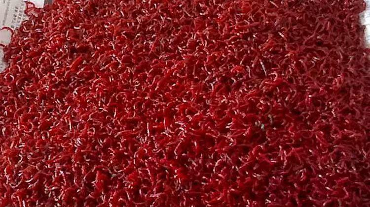 臭水沟里的虫子，竟能让人一夜狂赚上万元？红虫为何如此值钱？