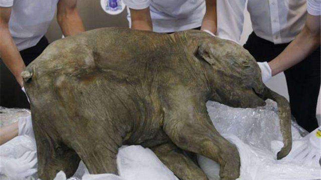 北极出现史前生物尸体，对于人类来说不是好事，科学家感到担忧