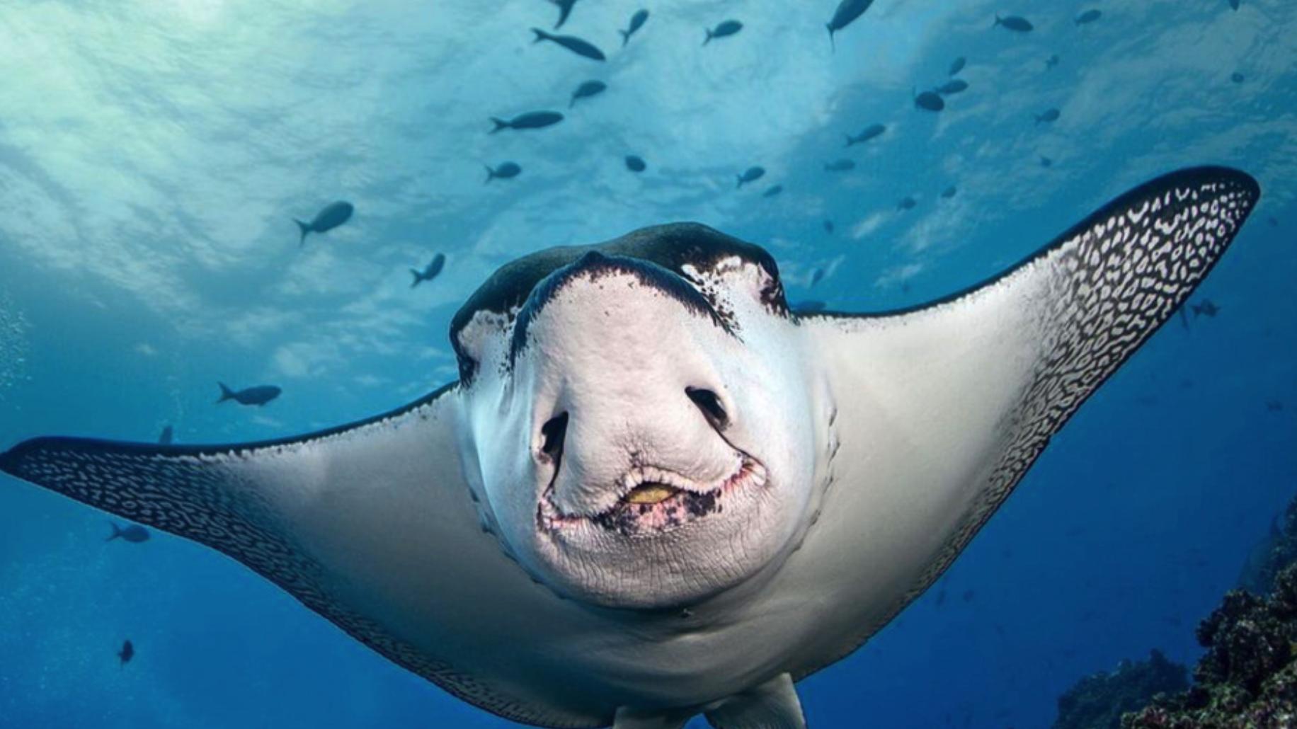 最奇葩的鱼：大海中的“珍珠飞毯”