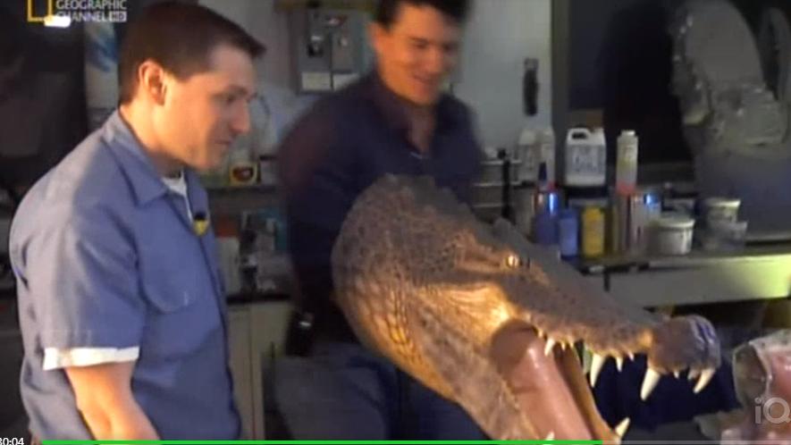 等待是最好的武器！以静制动的煎饼鳄鱼！