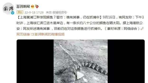 上海黄浦江畔竟有鳄鱼出现？这算是外来物种吗？