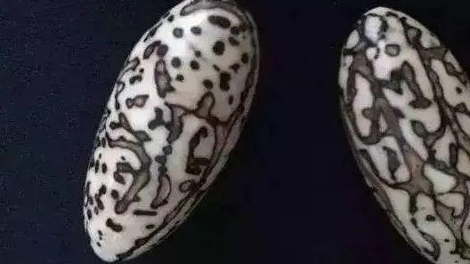 文玩|万年不涨价的文玩有哪些？