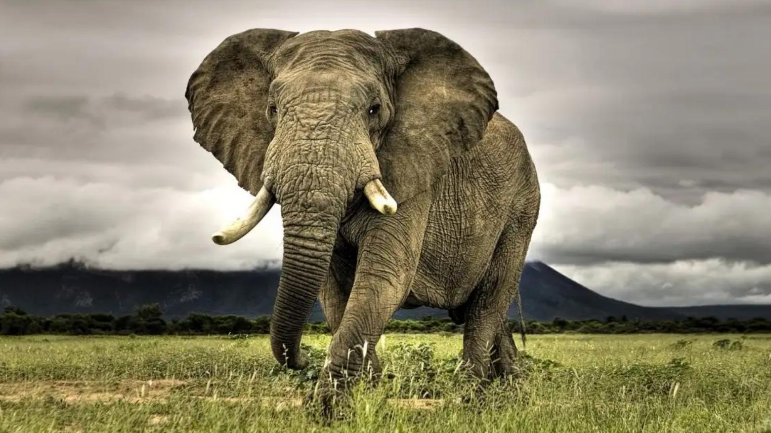 仇子龙|津巴韦布出现“杀人象”，是什么？让温柔的巨兽发狂