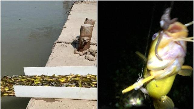 长江|大量黄辣丁鱼被放生到长江，却吸引了众多钓鱼人，放生者：作孽