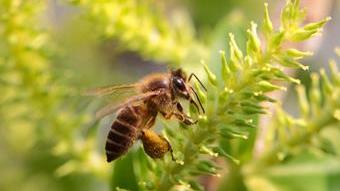 当蜜蜂搬家到城市，人类能否与邻为善？