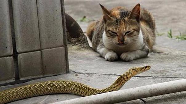 猫遇到了蛇会抓住吃掉吗