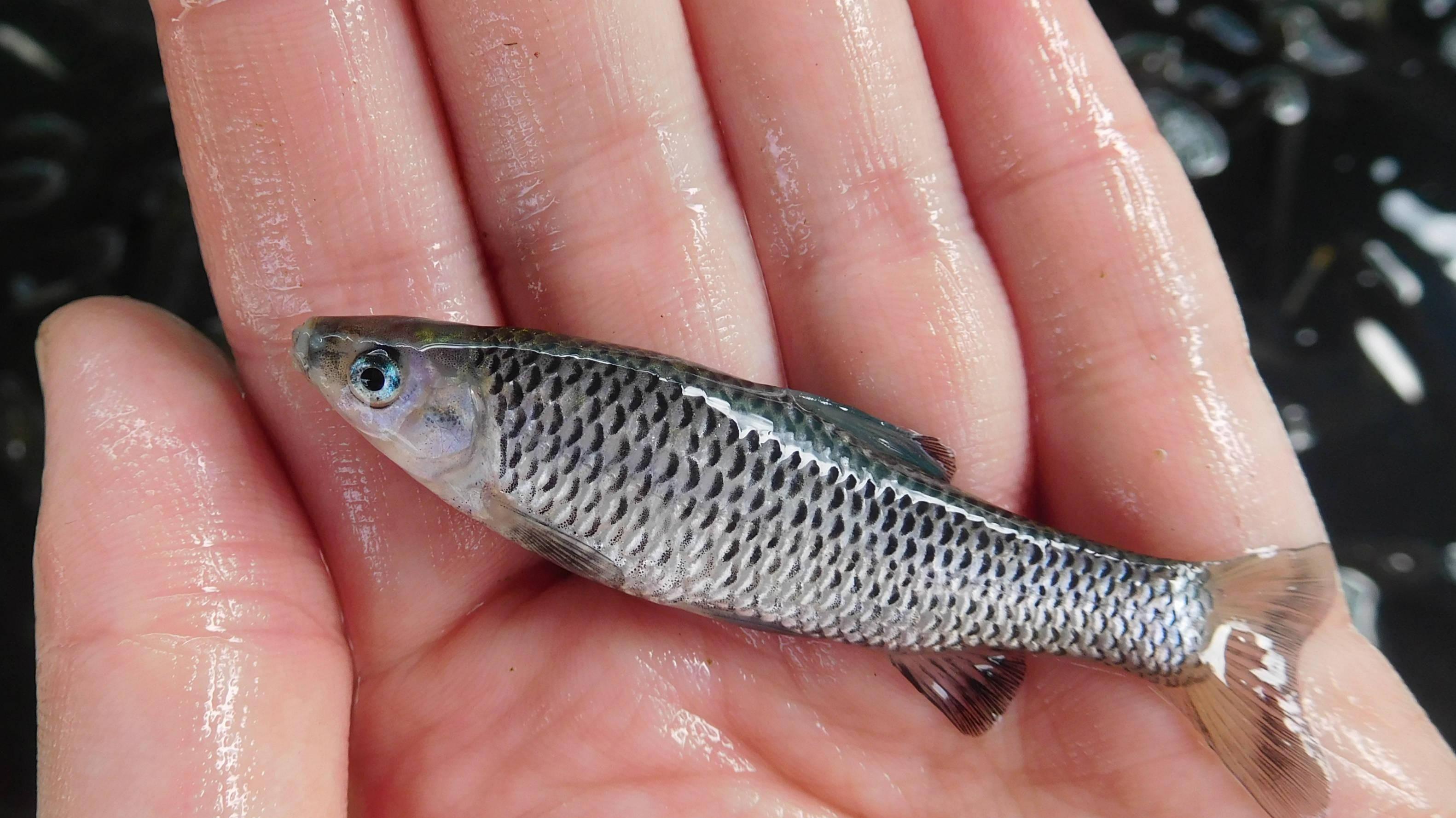 饵料|杂鱼闹窝怎么办？教你三招轻松搞定，从此不再为杂鱼烦恼