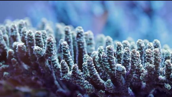 最像植物的动物，也是最古老而低等的动物——珊瑚