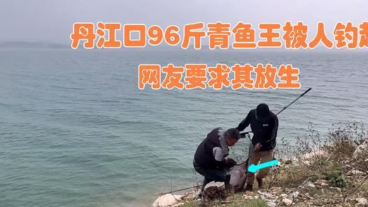 价值上万？男子在丹江口钓起“96斤青鱼王”，网友要求其放生