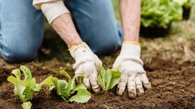百度网盘|阿里、腾讯、京东、拼多多智慧农业斗法