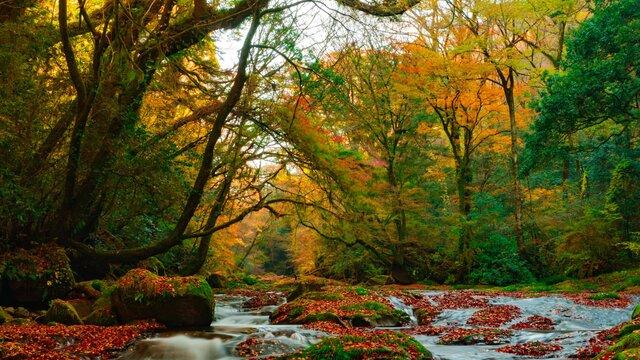 杭州|让秋季的景色治愈内心，日本的这些景点值得一去