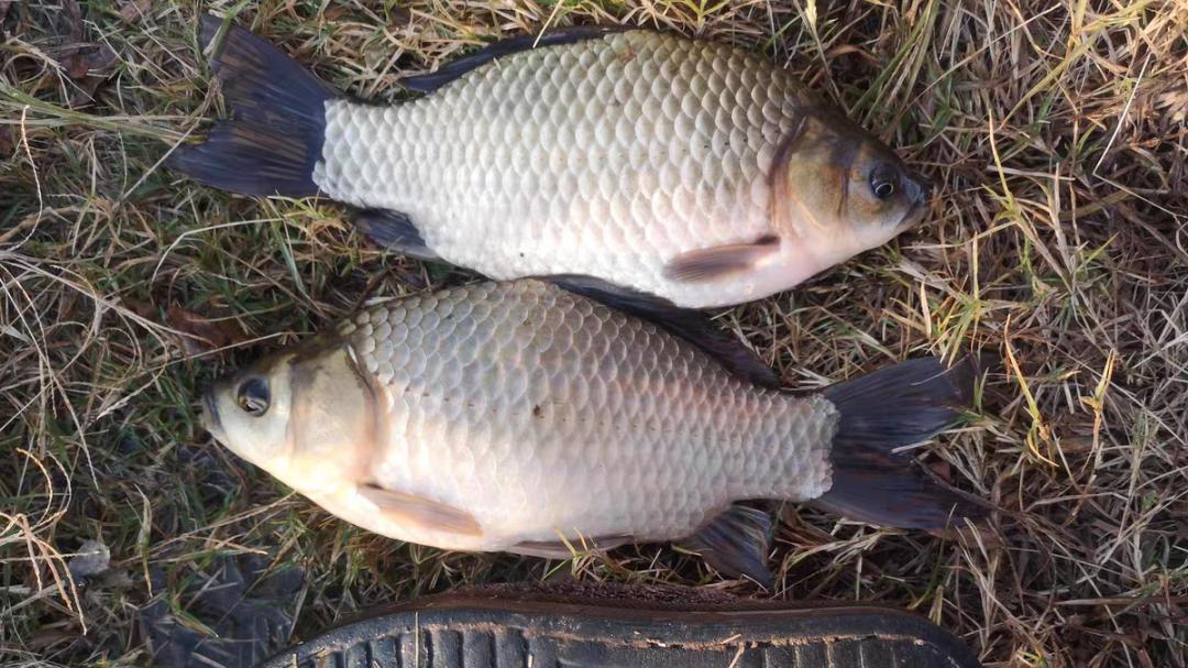 饵料|野钓拼的不是装备，别再执迷不悟，想要鱼获多这3点才是硬道理！