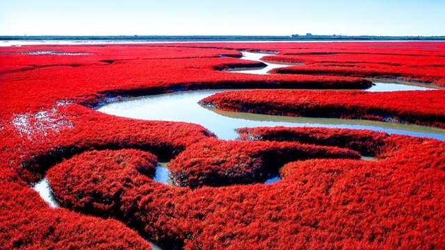 胡杨林|我国北方，有一片“红海滩”，比红叶，还好看
