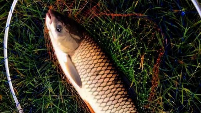 |渔乐杂谈：夏季野外钓鱼安全篇04——?钓具充分准备、渔获保鲜得当