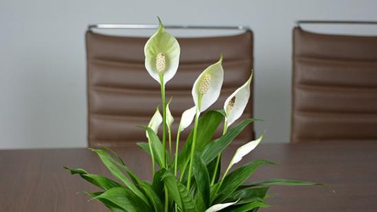 厨房里养这3种花，可以净化油烟，净化空气，还能释放氧气