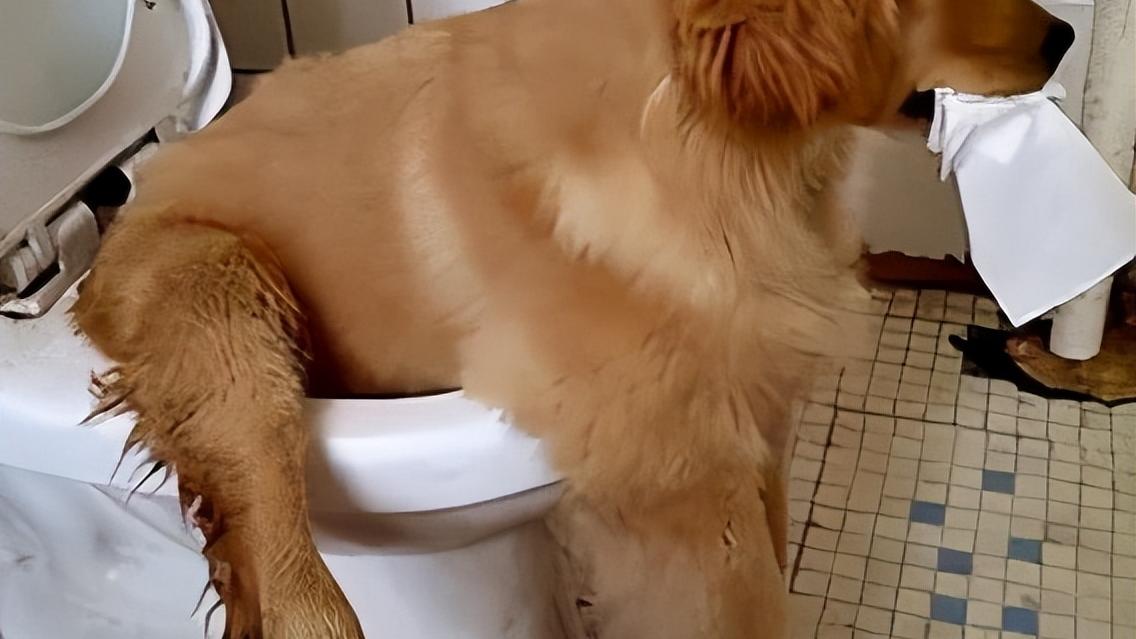 如厕时，黄卫生纸真的好于白色卫生纸吗？来听超市员工怎么说