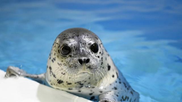 美国通过惊吓海豹技术，有效保护濒临灭绝的鲑鱼