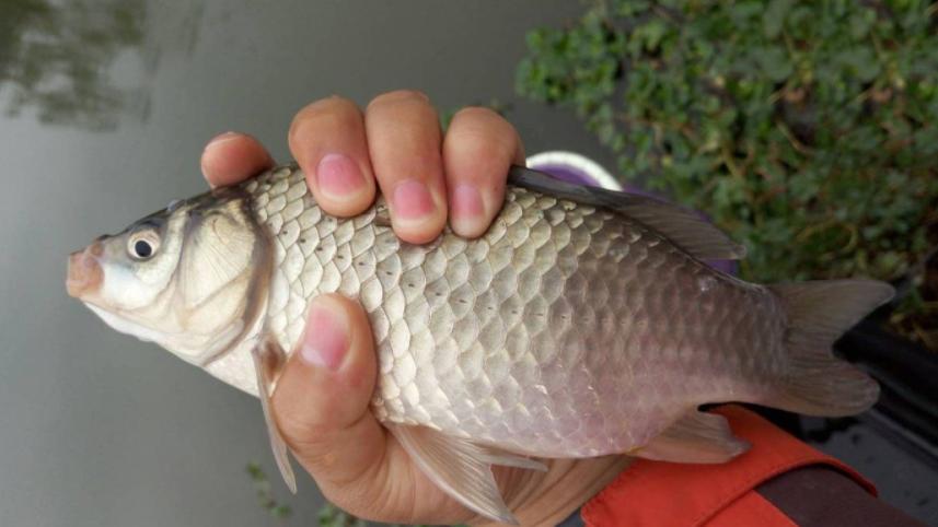 入伏|临近伏天，板鲫“失踪”了？掌握3个细节，你也是狙“鲫”手