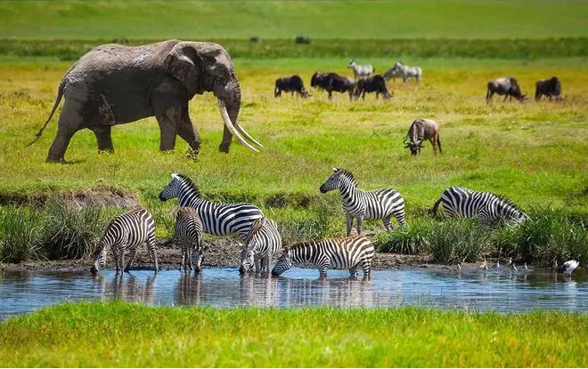 非洲那么多大象为什么没成为猎物？原因在这里
