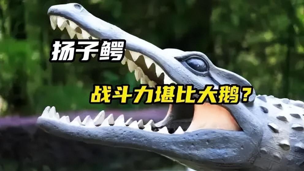 爱吃雪饼的扬子鳄，打得过散养大鹅吗？却被古人送上西天