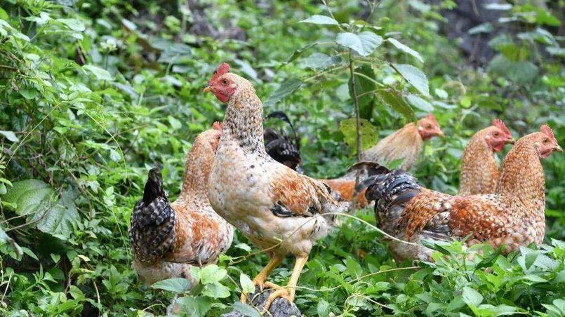 农业生产中，水的主要作用是什么？作物为何能够长的好？