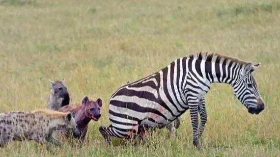 斑马跑得快，又凶猛，为什么还会沦为斑鬣狗的猎物？