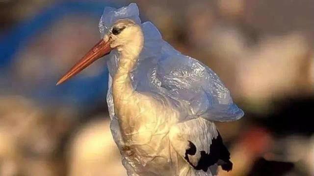 海底3700米下拍到的一张照片，让人不禁疑惑：这还是地球吗？