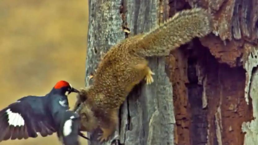 啄木鸟把整棵树存满橡子，蜜罐蚁是活体食物仓库