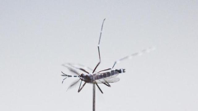 高温会让蚊子减少？研究：超过40℃将停止吸血活动