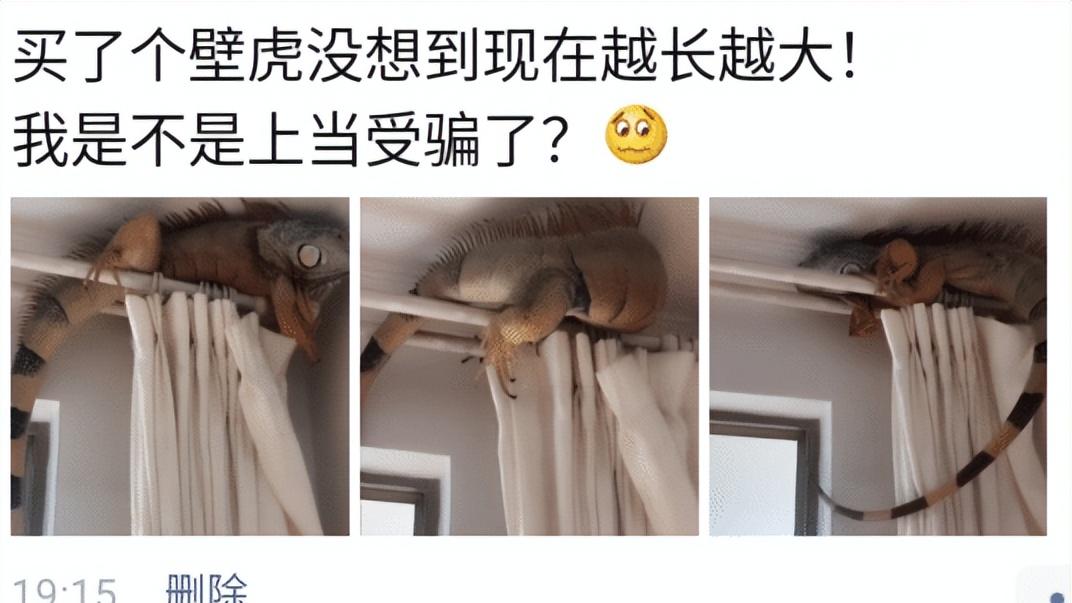 买了个壁虎，为啥越长越大了，我是不是上当受骗了