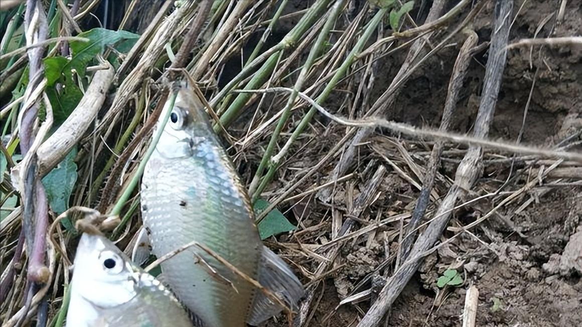 |别人野钓都能有收获，为什么你会空军？原因是什么？